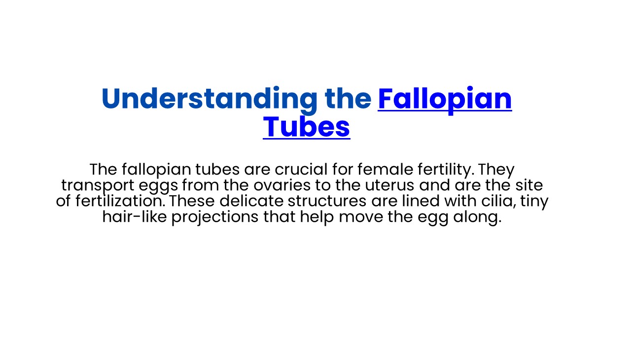 fallopian tubes