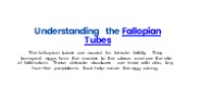 fallopian tube