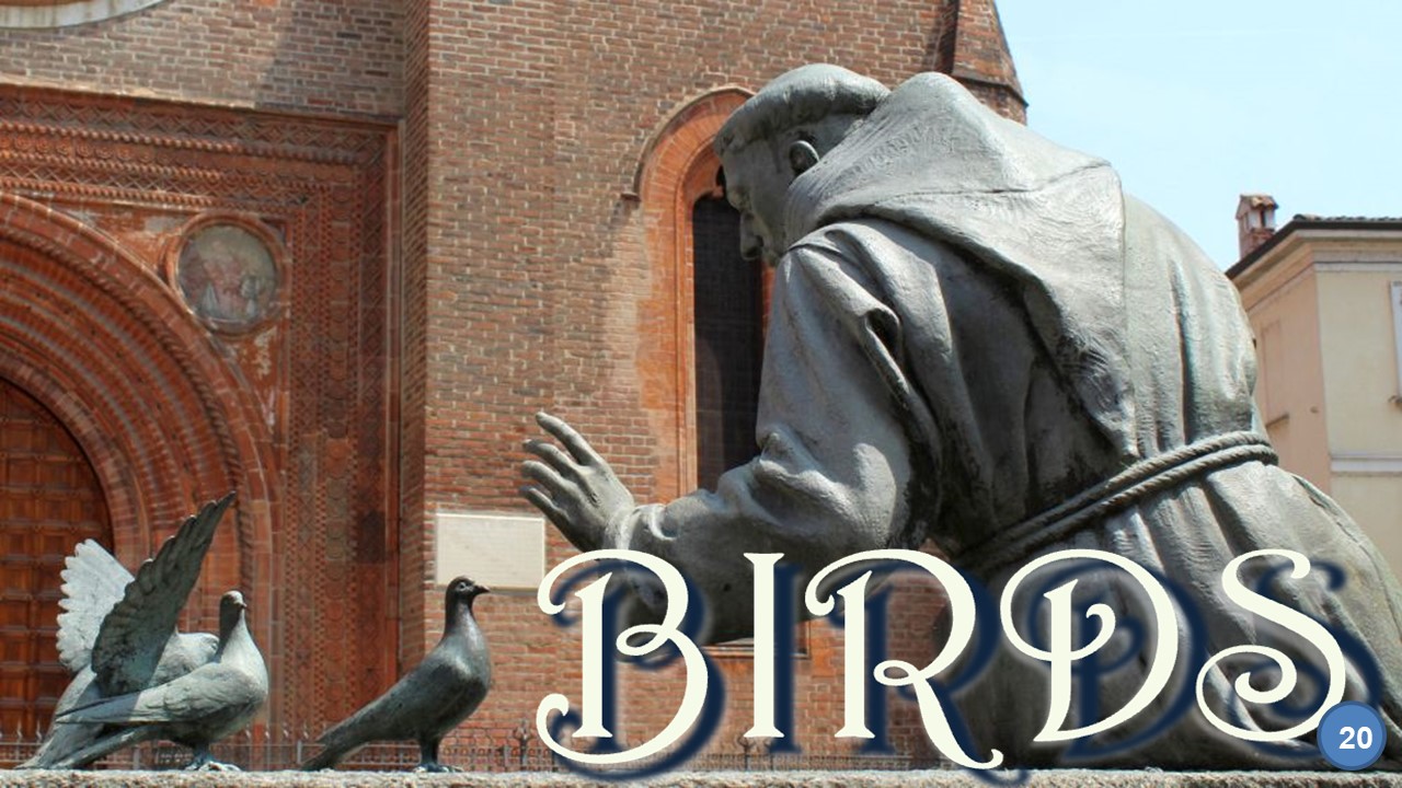 Birds 20 San Francesco