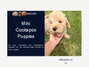 Mini Cockapoo Puppies