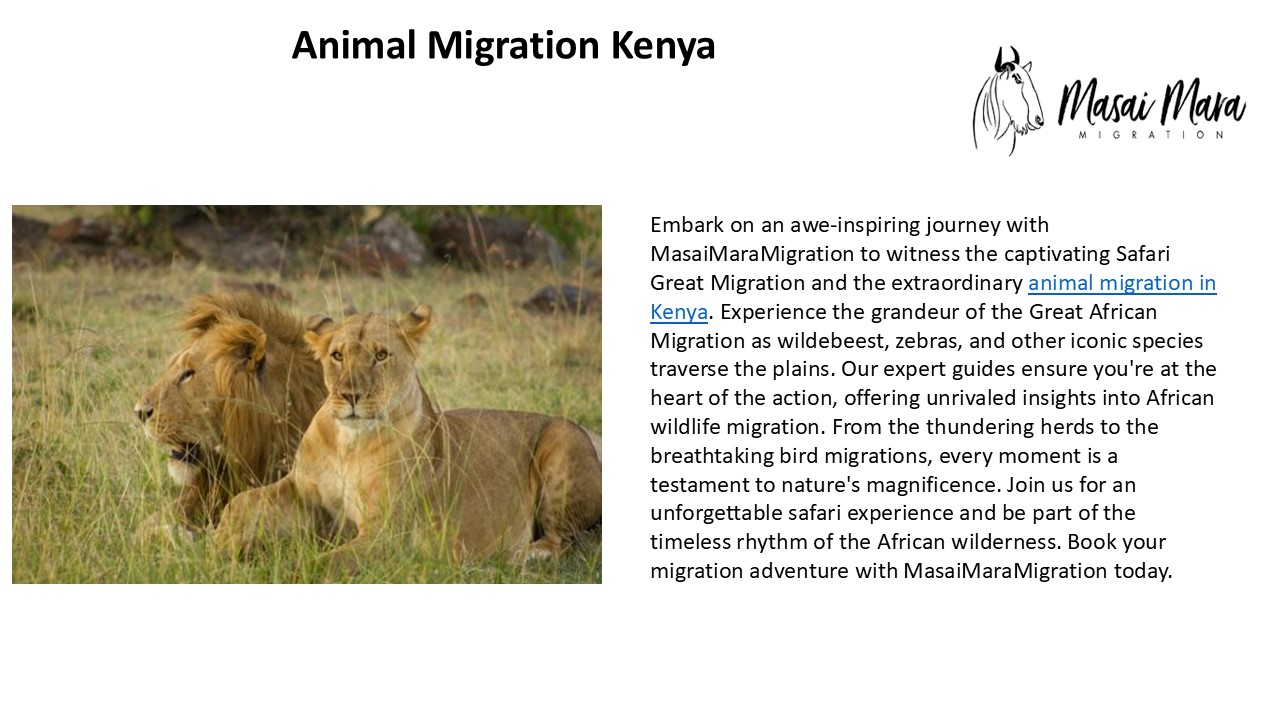 animal migration kenya (1)