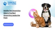 Mobile Pet Grooming Miami: Purrfect Grooming Leads the Pack