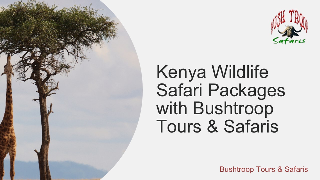 Kenya Wildlife Safari Packages with Bushtroop Tours & Safaris