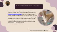 Find Elite European Doberman Puppies