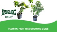 Florida: Fruit Tree Growing Guide
