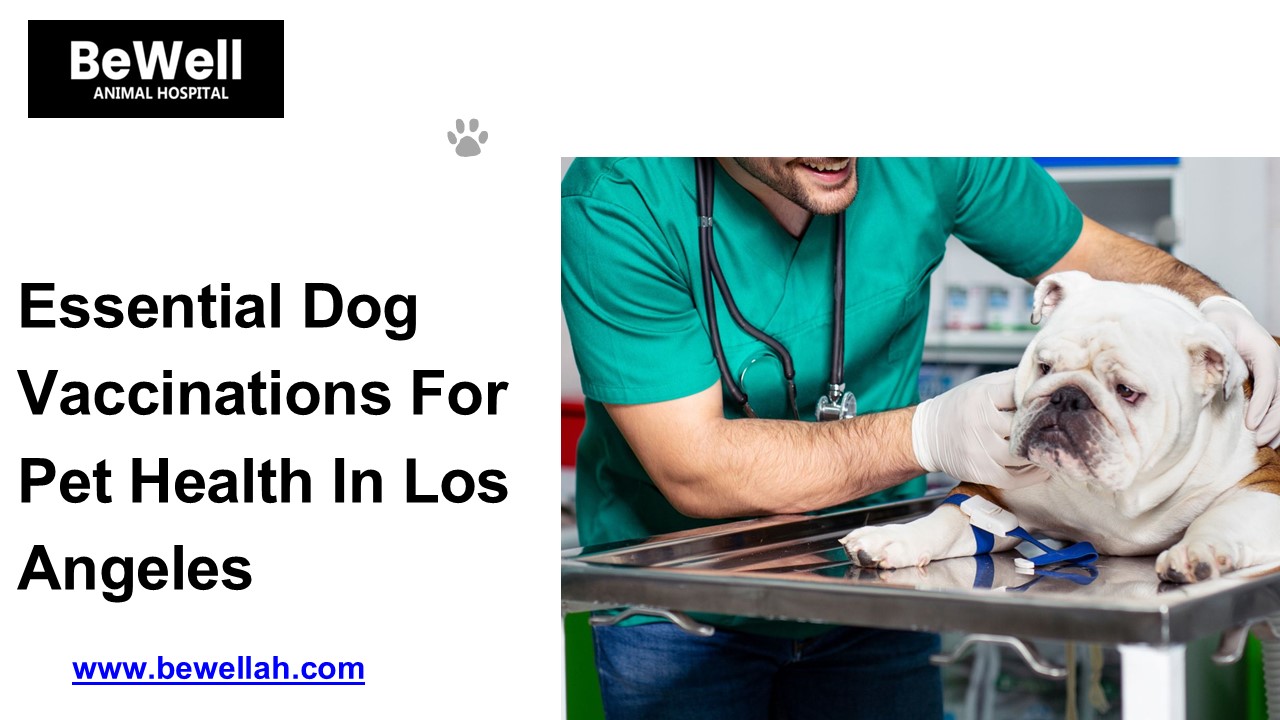 Essential Dog Vaccinations for Pet Health in Los Angeles