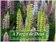 A FORÇA DE DEUS FRANCISCO