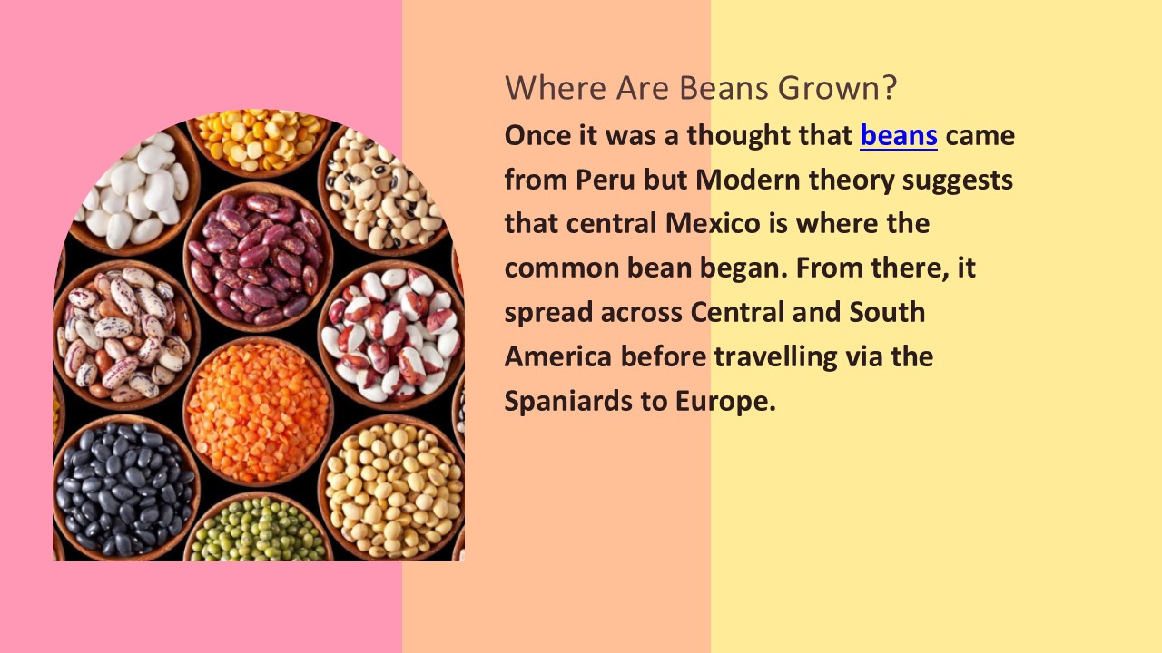 Where Are Beans Grown?