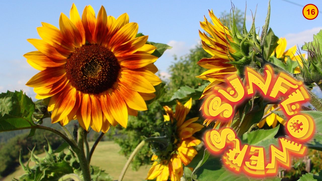 Sunflowers in Art 16