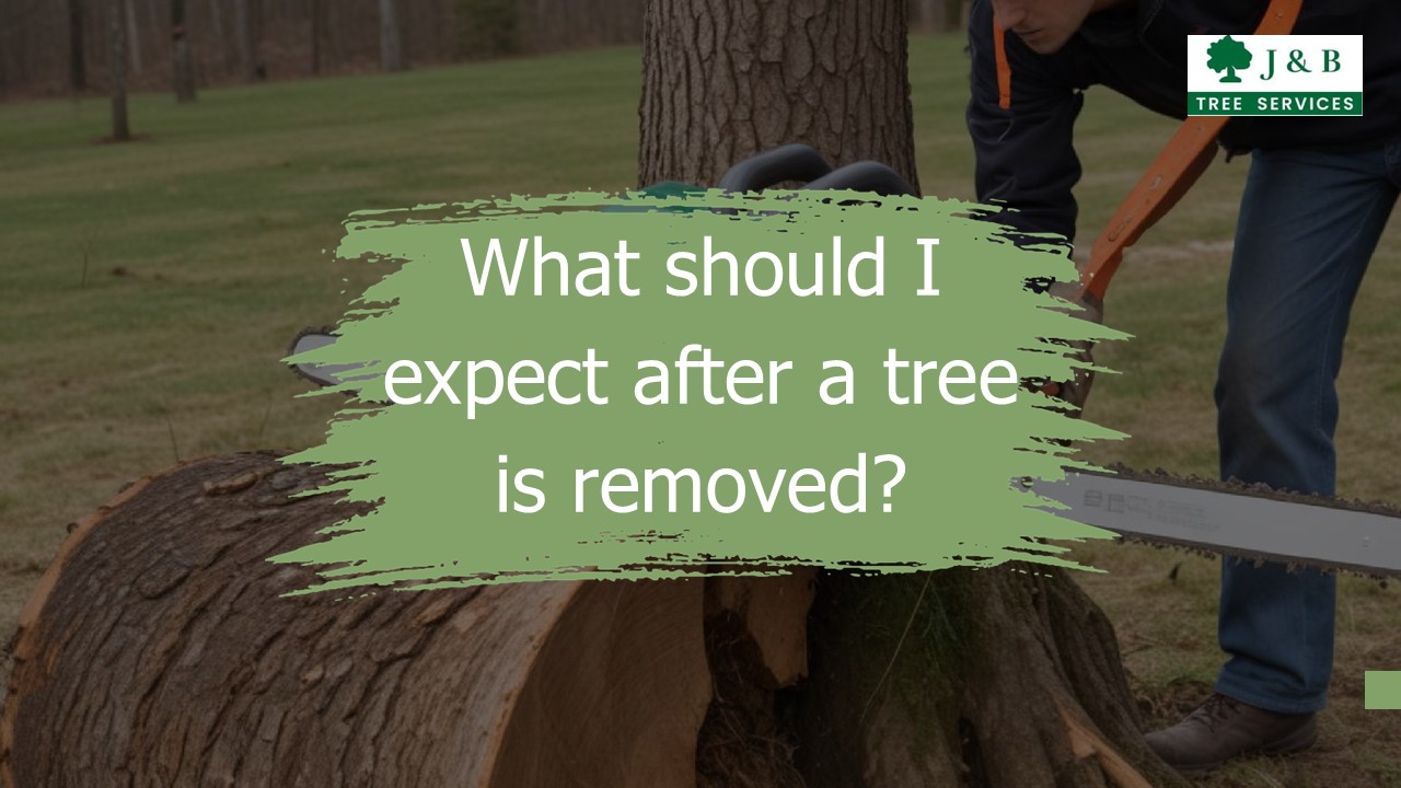 What should I expect after a tree is removed?