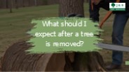 What should I expect after a tree is removed?