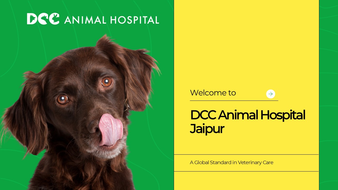Best Pet Clinic in Jaipur - DCC Animal Hospital
