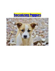 Socializing Puppies