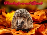 Paradise for us and Animals (Renny)