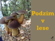 Podzim v lese (Sikila)