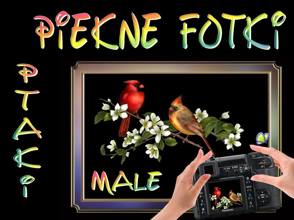 Krasne fotky 3: Ptáci - pevci (Daktylek)