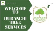 Enhance Your Landscape with Professional Palm Tree Trimming