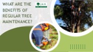 What are the Benefits of Regular Tree Maintenance?