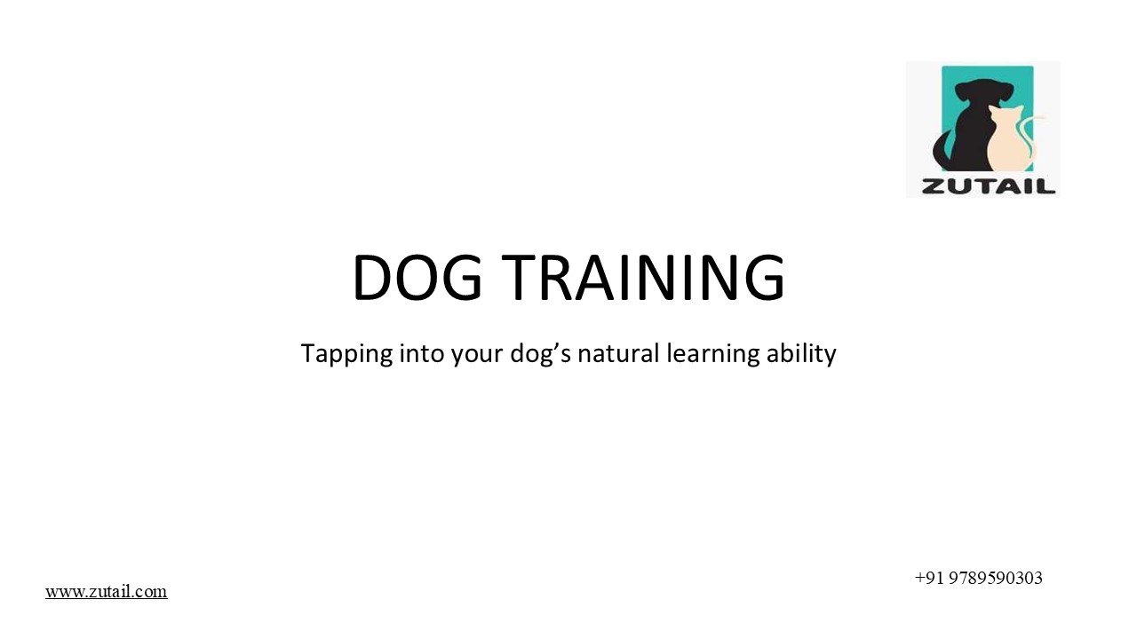Dog Training service at Home | best dog training centre