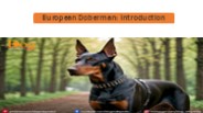 Unveiling the Loyal European Doberman