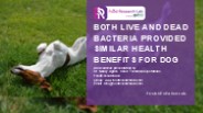 Innovative Canine Gut Health Solutions | Food Research Lab