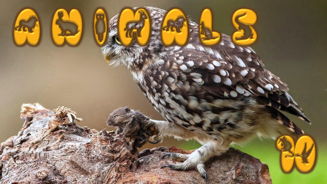 Animals (Anna - Dorota) 10 (1)