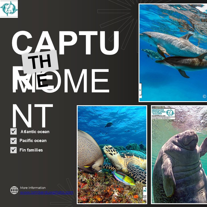 Unique Underwater Photography by LombardUWPhoto