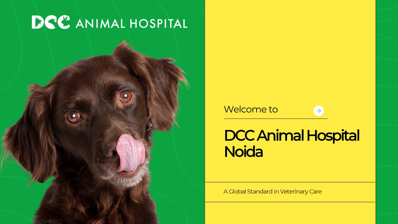 Best Pet Clinic in Noida - DCC Animal Hospital
