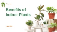 Benefits of Indoor Plants