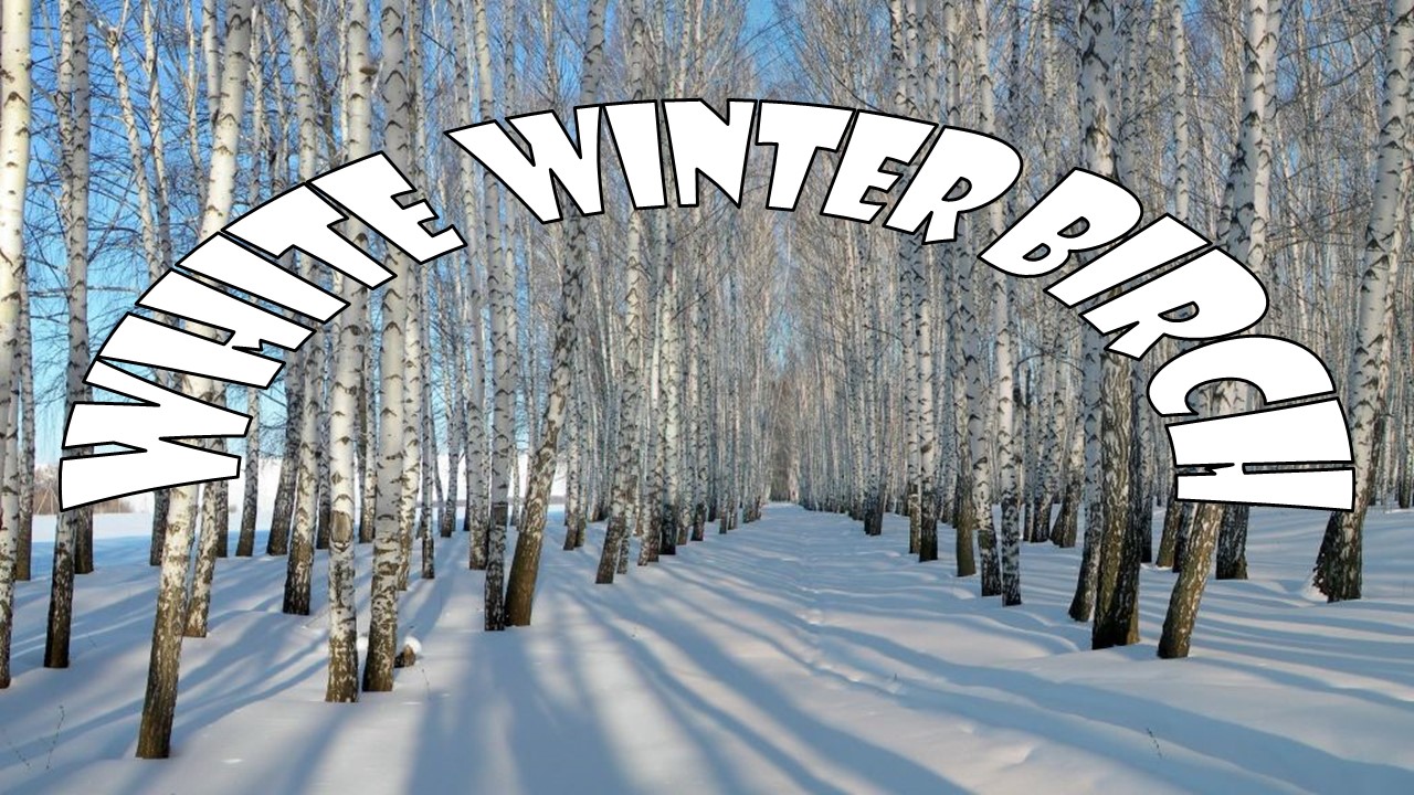 White winter birch