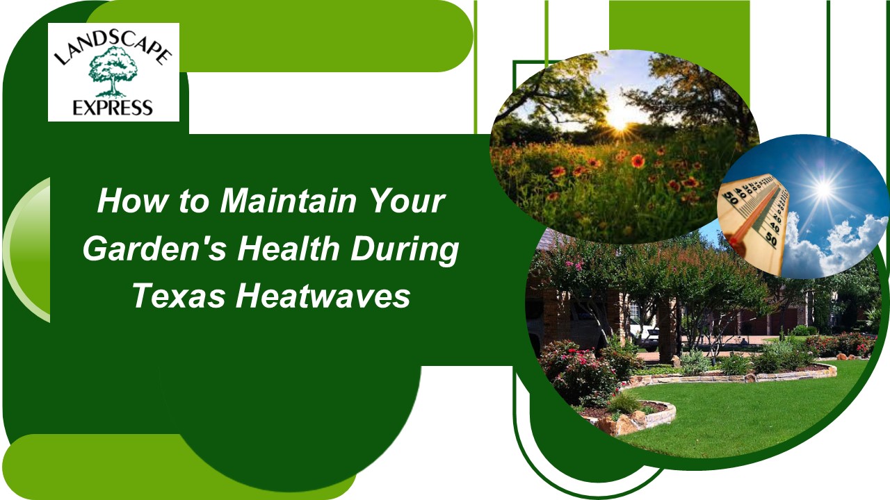 How to Maintain Your Garden's Health During Texas Heatwaves