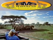 Safari Tours in Tanzania