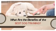 Regular Practice for Improving Dog Behavior