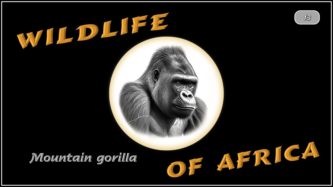 Wildlife of Africa - Mountain gorilla (Steve)