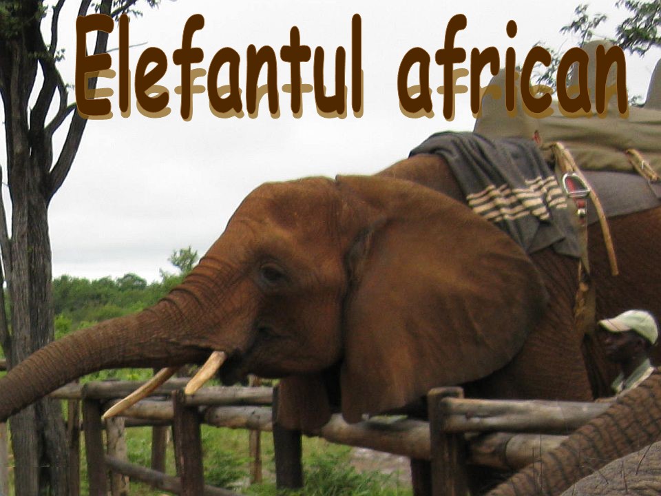 Zimbabwe 7 Elefantul african2