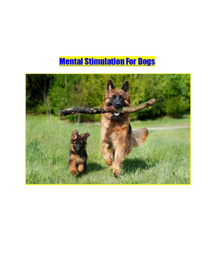 Mental Stimulation For Dogs