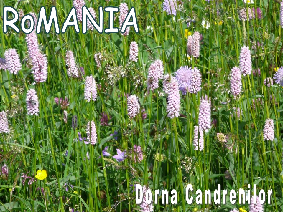 Acasa 8 Dorna Candreni