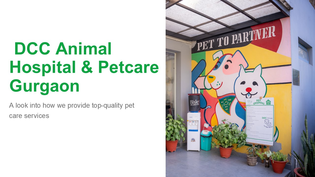 Best Grooming Center for Pets in Gurgaon