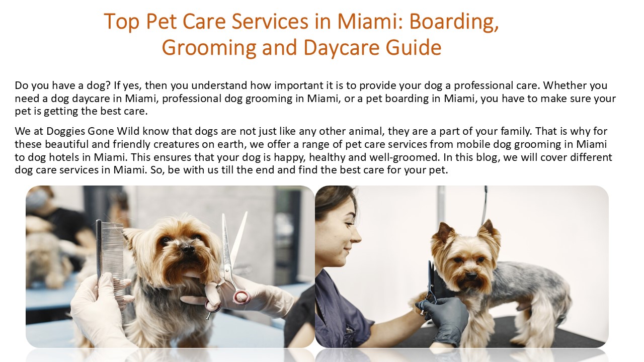 Top Pet Care Services in Miami: Boarding, Grooming and Daycare Guide