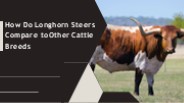 Powerful Horned Cattle of the Open Range