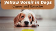Understanding Yellow Vomit in Dogs: Causes and Remedies