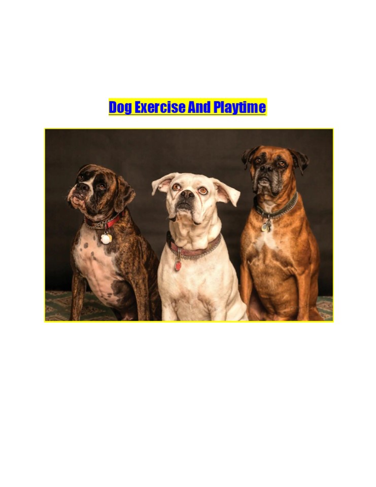 Dog Exercise And Playtime