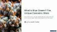 What Is Blue Dream? The Unique Cannabis Strain