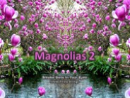 Spring Flowers Magnolias (Hy-Van) 2