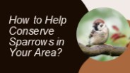 How to Help Conserve Sparrows in Your Area?