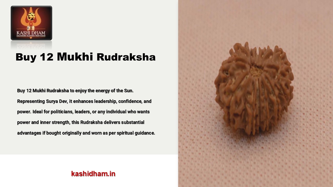 Buy 12 Mukhi Rudraksha