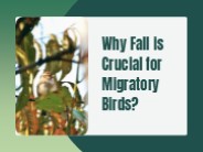 Why Fall is Crucial for Migratory Birds?