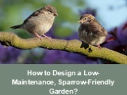 How to Design a Low-Maintenance, Sparrow-Friendly Garden?
