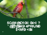 The Best Plants and Feeders to Support Cardinals