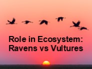 Role in Ecosystem: Ravens vs Vultures